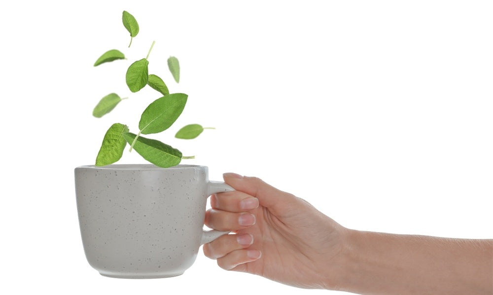 Une main de femme est entrain de tendre une tasse remplie de tisane de sauge. Ce n'est pas dangereux pour la santé des femmes à la ménopause, mais il faut tout de même respecter certaines règles.