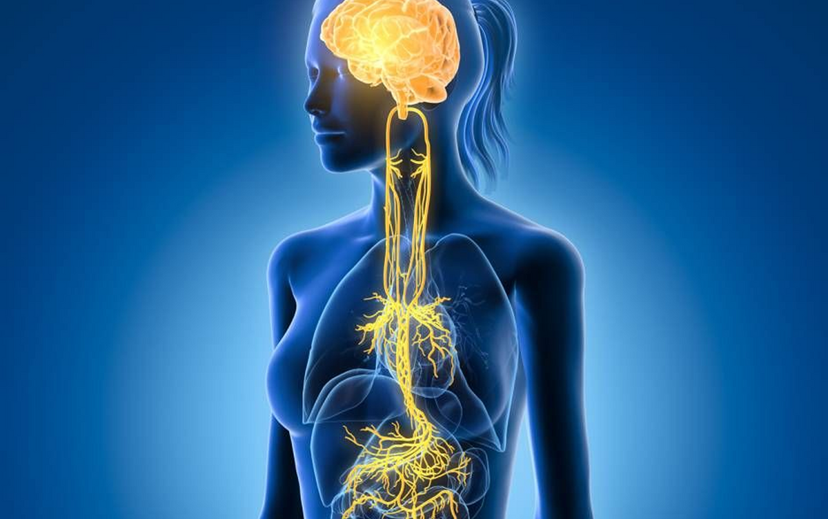 Illustration du système nerveux : le froid appliqué sur la peau envoie un signal jusqu'à l'hypothalamus, qui régule la température du corps